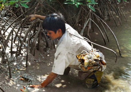 Thú móc cua và món ăn từ cua