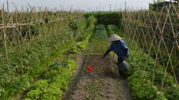 Ông Phương nói rau quả và cây trồng bị phân bón hóa học, thuốc trừ sâu hóa học trong thời gian dài