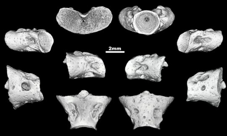 Nhóm nhà khoa học dựng hình ảnh 3D các đoạn xương của kỳ giông. Ảnh: Fox News.