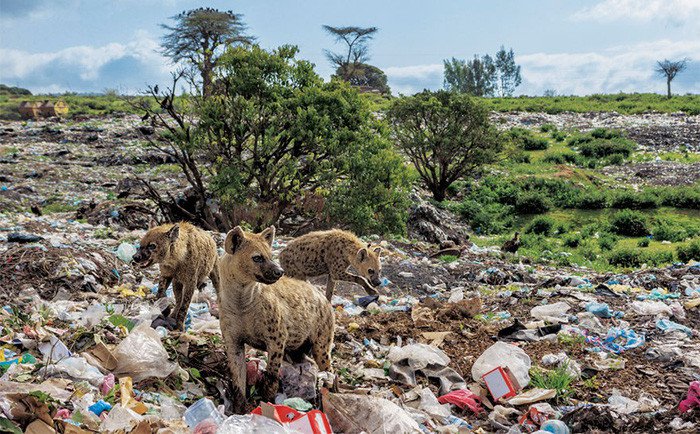 Linh cẩu kiếm ăn tại một bãi rác ở Harar, Ethiopia