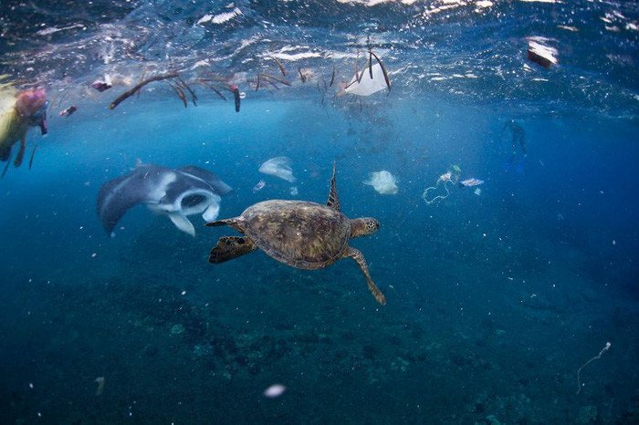 Sinh vật biển bị rác nhựa bủa vây