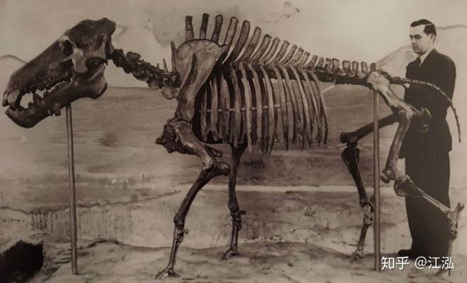 Loài lợn khổng lồ cổ đại: Kẻ khủng bố của Bắc Mỹ thời tiền sử - Ảnh 3.