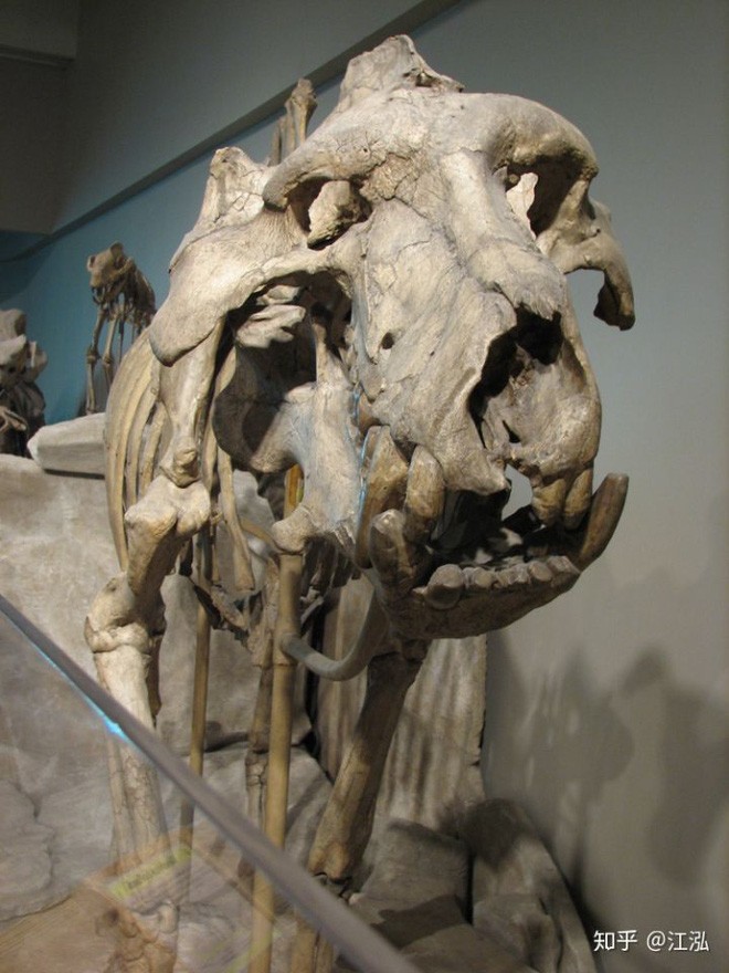 Loài lợn khổng lồ cổ đại: Kẻ khủng bố của Bắc Mỹ thời tiền sử - Ảnh 5.