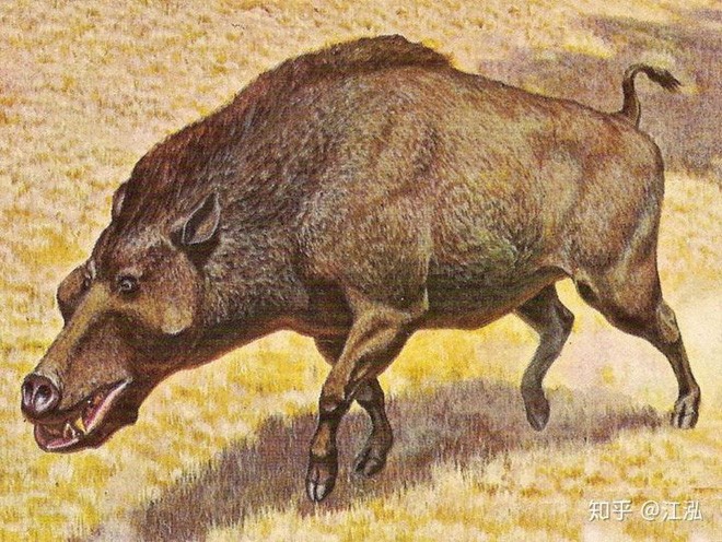 Loài lợn khổng lồ cổ đại: Kẻ khủng bố của Bắc Mỹ thời tiền sử - Ảnh 8.