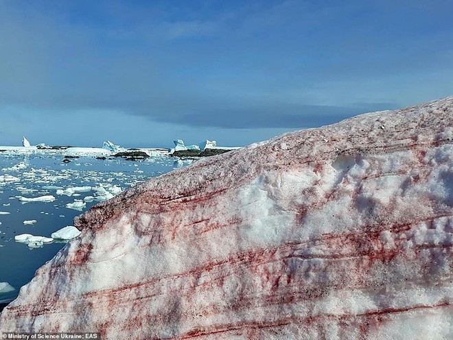 Giải mã hiện tượng tuyết đỏ như máu bao phủ quanh trạm nghiên cứu ở Nam cực