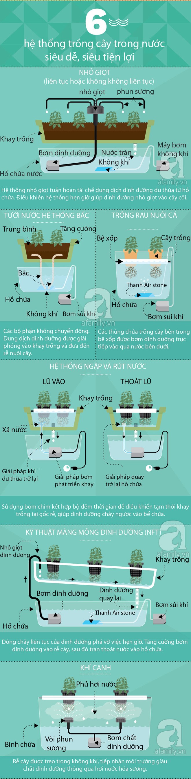 Trồng cây trong nước chưa bao giờ dễ đến thế với cách hướng dẫn dưới đây - Ảnh 1.