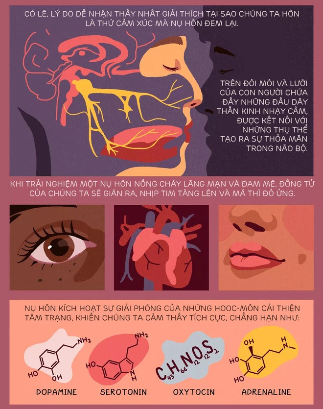 [Infographic] Nụ hôn bắt nguồn từ đâu? Tại sao chúng ta hôn nhau và khoa học phía sau mọi nụ hôn - Ảnh 4.