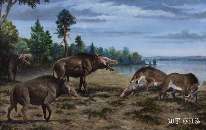 Loài lợn khổng lồ cổ đại: Kẻ khủng bố của Bắc Mỹ thời tiền sử - Ảnh 12.