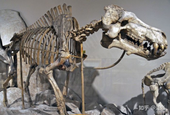 Loài lợn khổng lồ cổ đại: Kẻ khủng bố của Bắc Mỹ thời tiền sử - Ảnh 7.