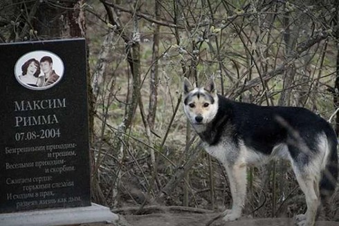 Chú chó Hachiko Nga trung thành bên mộ chủ nhân suốt 16 năm qua.