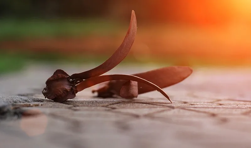 Sài Gòn mùa trái dầu bay