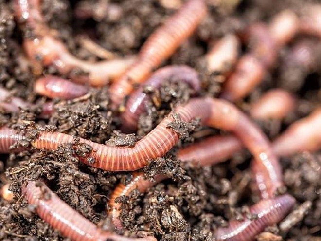 Các nhà khoa học ở Latvia đang nỗ lực nghiên cứu để biến giun đất trở thành món ăn bổ dưỡng với con người /// Ảnh minh họa: Shutterstock