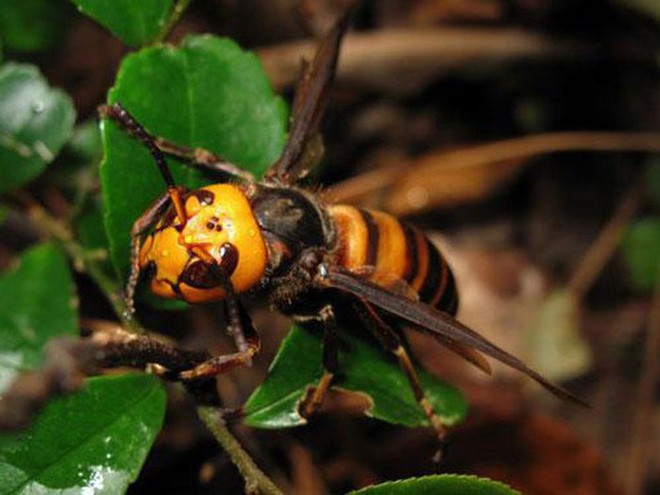 Ong bắp cày giết người trong nháy mắt, sao gọi chúng là ong diệt chủng?