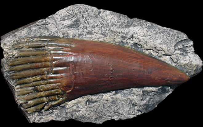 Rhizodus hibberti : Quái vật kinh hoàng của kỷ Carbon - Ảnh 2.