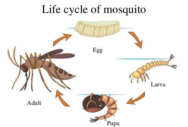 Muỗi chỉ sống được khoảng 2 tháng