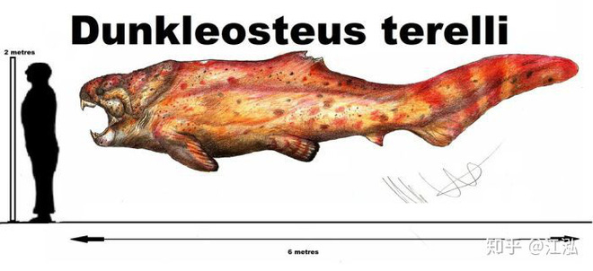 Loài cá Dunkleosteus: Kẻ hủy diệt của kỷ Devon - Ảnh 3.