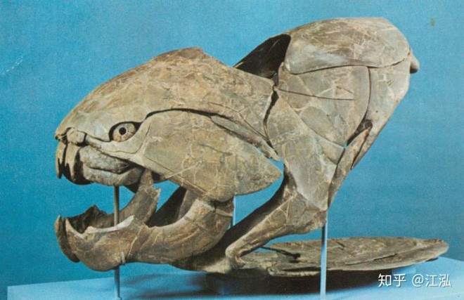 Loài cá Dunkleosteus: Kẻ hủy diệt của kỷ Devon - Ảnh 4.