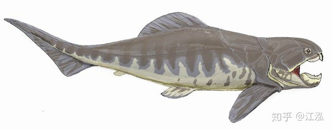 Loài cá Dunkleosteus: Kẻ hủy diệt của kỷ Devon - Ảnh 6.