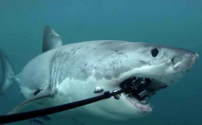 Lý do gì khiến cá mập thích cắn cáp quang biển?
