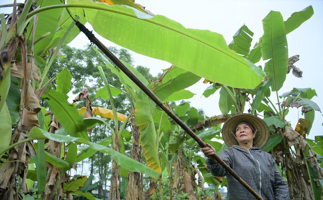 Cây nhà lá vườn