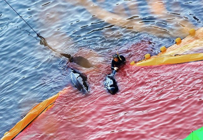 Mùa thảm sát cá heo đẫm máu tại Nhật Bản