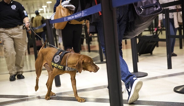 Chó nghiệp vụ TSA 