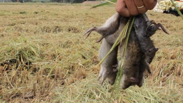 Chuột đồng là món ăn gây thương nhớ gắn liền với những cánh đồng sau mùa gặt ở miền Tây - Vietflavour