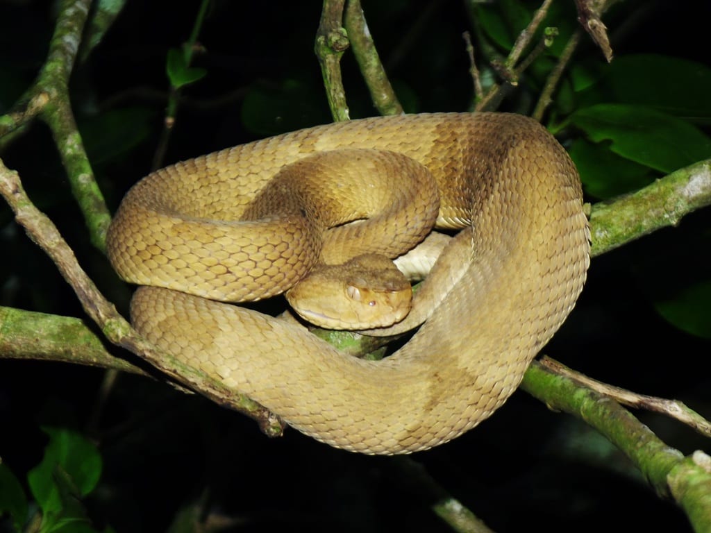 Trên đảo có khoảng 2.000 - 4.000 con rắn hổ lục đầu giáo vàng và nhiều loại rắn khác