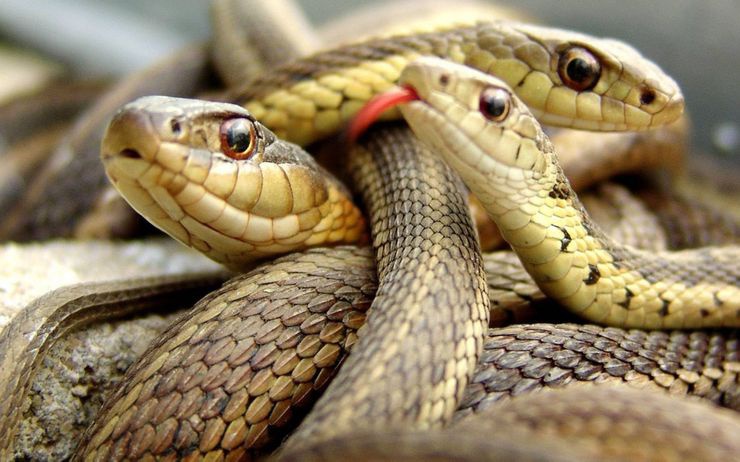 Mỗi mét vuông đất có tới 5 con rắn bò lổm ngổm, mỗi bước chân đi dều sẽ gặp rắn