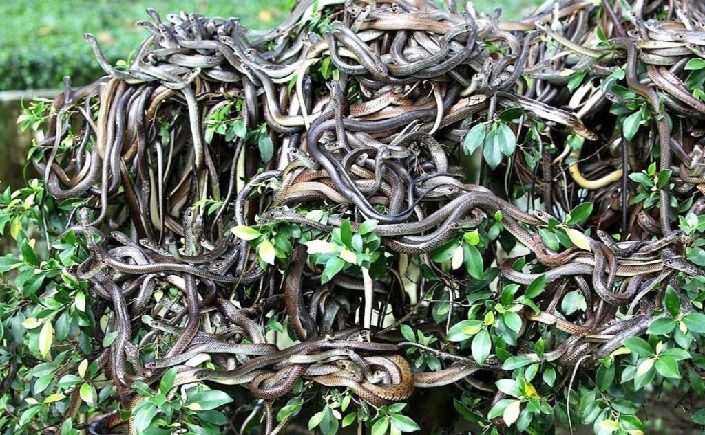 Hòn đảo của rắn độc sinh sống