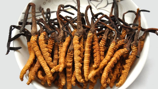 Đông trùng hạ thảo là đặc sản có nhiều ở Cà Mau - Vietflavour