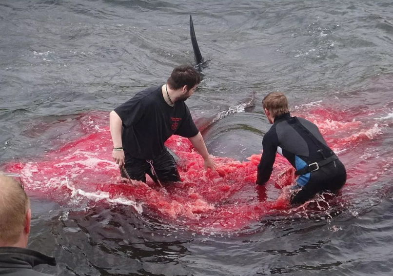 Các con cá voi sau khi kéo vào bờ bằng móc, bị giết bằng dao ngay sau đó. Điều này khiến cho vùng biển này bị nhuộm đỏ và ngập tràn mùi máu tanh trong suốt mùa săn cá voi.