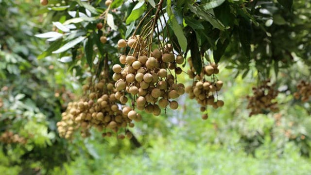 Tổng hợp tất cả đặc sản Bạc Liêu - Nhãn da bò Bạc Liêu - VietFlavour