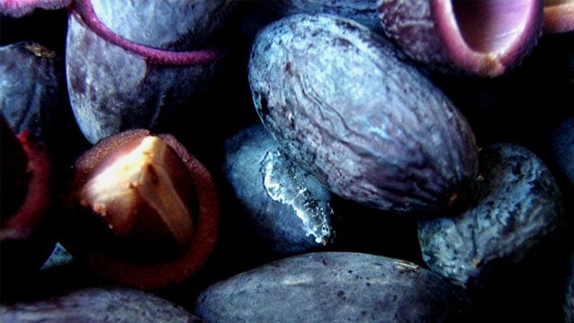 Tổng hợp tất cả các loại quả, trái cây rừng: Trám đen - VietFlavour.Com