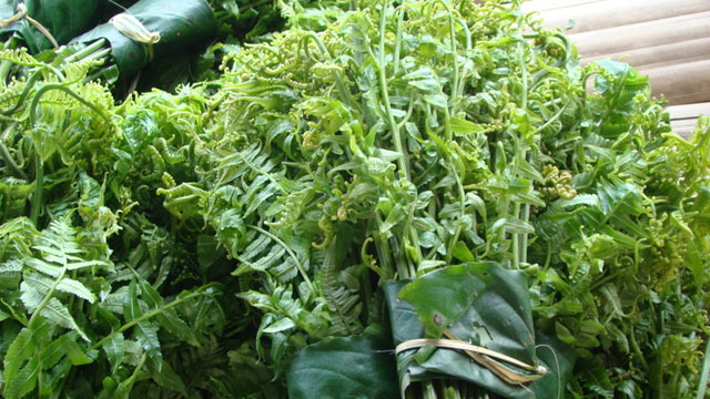Rau dớt là một loại rau rừng rất được ưa chuộng bởi hương vị dòn ngon - VietFlavour.Com
