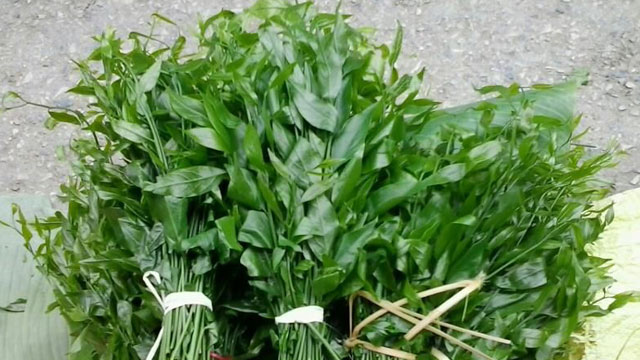 Rau sắng là một trong các loại rau rừng trở thành món rau đặc sản của người dân Tây Bắc - VietFlavour.Com