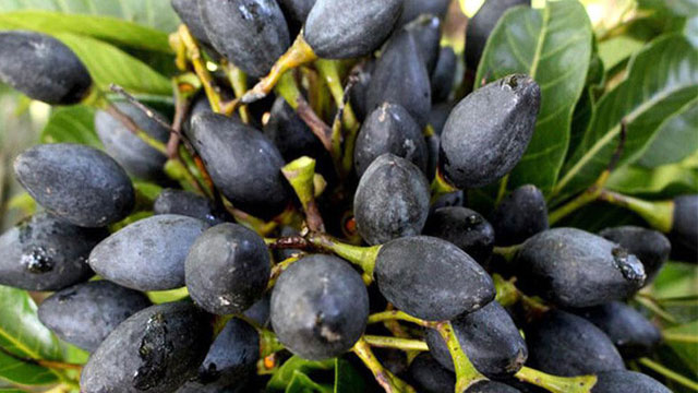 Trám đen là một loại quả dùng làm gia vị và màu cho các món ăn đặc sản ngon nổi tiếng