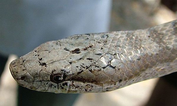 10 loài rắn hiếm nhất hành tinh sắp tuyệt chủng
