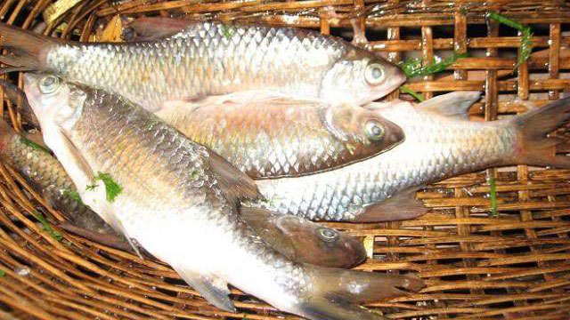 Tổng hợp tất cả đặc sản Yên Bái: Cá sỉnh Nậm Thia - VietFlavour.com