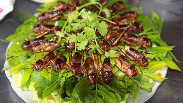 Dế mèn nay đã trở thành món đặc sản được ưa chuộng trong các nhà hàng khắp cả nước - VietFlavour.com