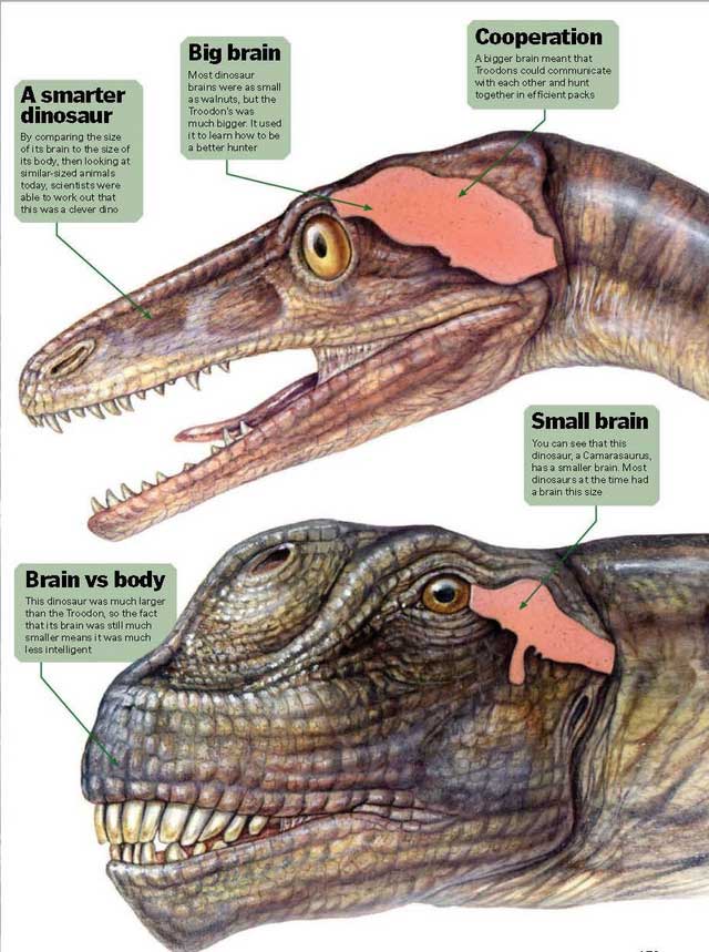 Não của khủng long cũng chỉ bằng não của các loài bò sát hiện nay như rùa, thằn lằn hoặc cá sấu.