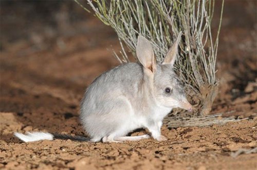 Chuột Greater Bilby