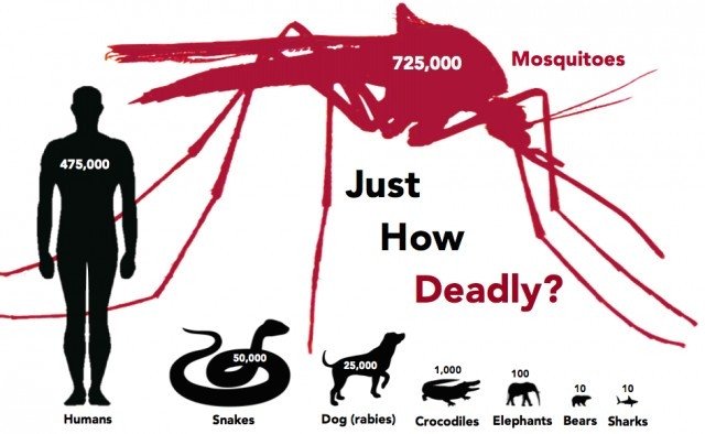 Sự thật thú vị về loài muỗi không phải ai củng biết