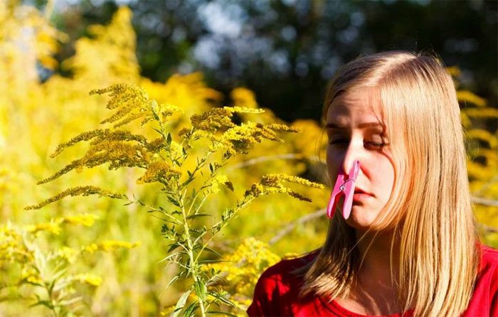 Dị ứng phấn hoa sẽ khiến mũi bị viêm sau khi phấn hoa lọt vào.