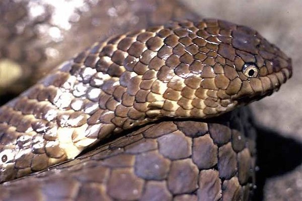 10 loài rắn hiếm nhất hành tinh sắp tuyệt chủng