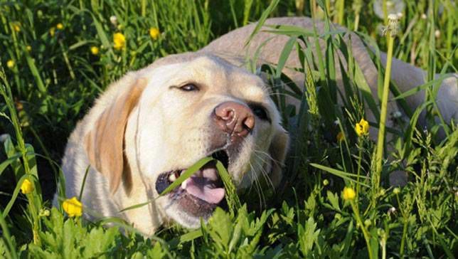 Tại sao loài chó đôi khi lại ăn cỏ?