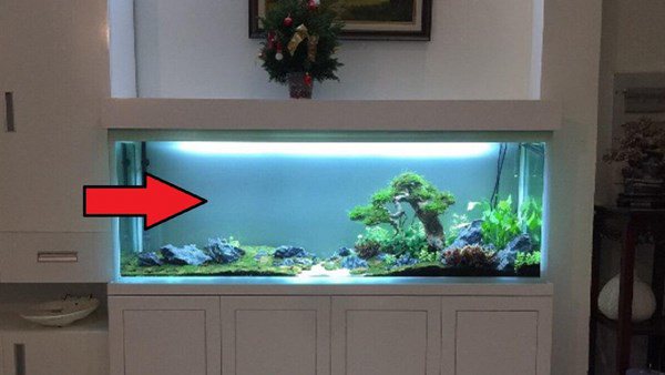 5 điều lưu ý khi nuôi cá cảnh trong nhà
