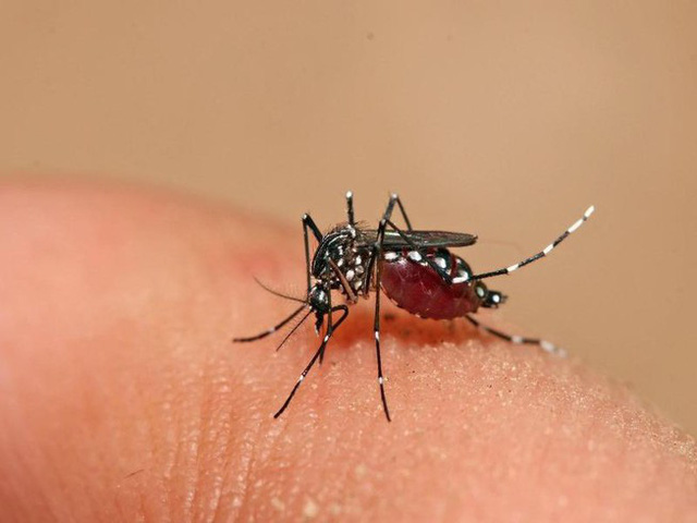 6 hiểu lầm nguy hiểm về bệnh sốt xuất huyết có thể khiến người bệnh tử vong - Ảnh 2.