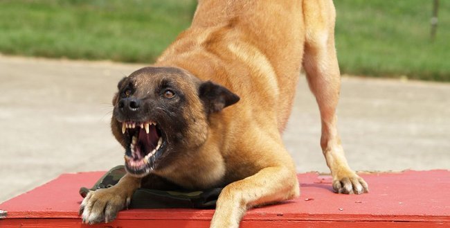 Cách xử lý và thoát thân khi bị chó dữ tấn công