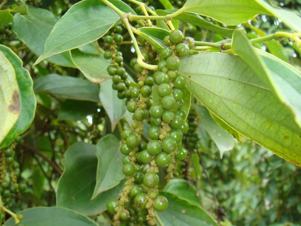 Hạt tiêu Đắk N’rung